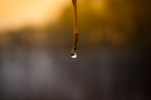 Free Serene close-up of a single water droplet hanging from a twig against a sunset backdrop. Stock Photo