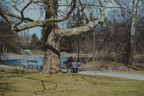 ağaç, Ahşap bank, şehir Parkı içeren Ücretsiz stok fotoğraf