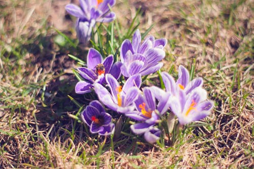 ảnh Cận Cảnh Của Purple Saffron Crocus