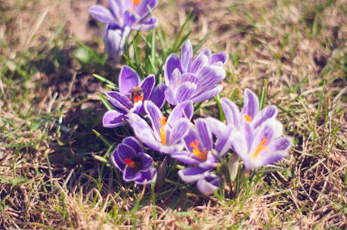 Close-up Photo of Purple Saffron Crocus