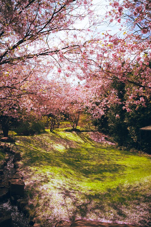 Fotos de stock gratuitas de arboles, campo verde, cerezos en flor