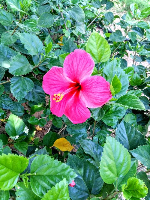 꽃밭, 녹색, 분홍색 꽃의 무료 스톡 사진