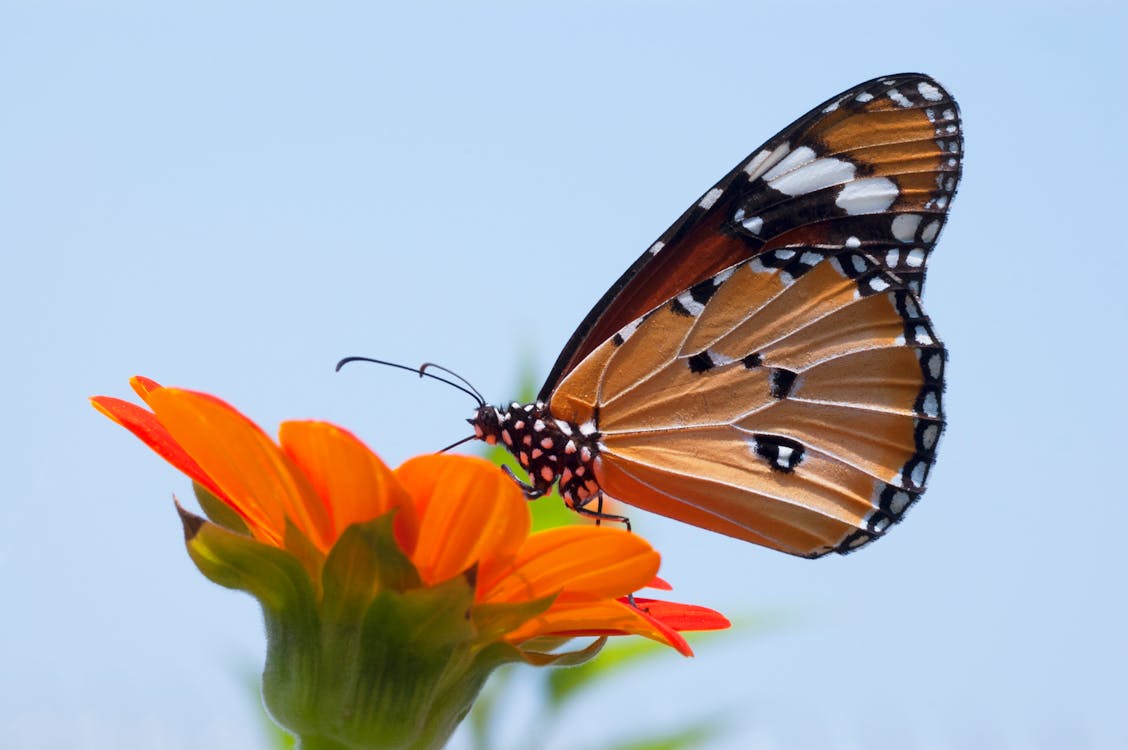 Close Up Photo of Monarch Butterfly on Top of Flower