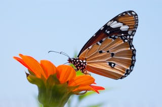 Close Up Photo of Monarch Butterfly on Top of Flower