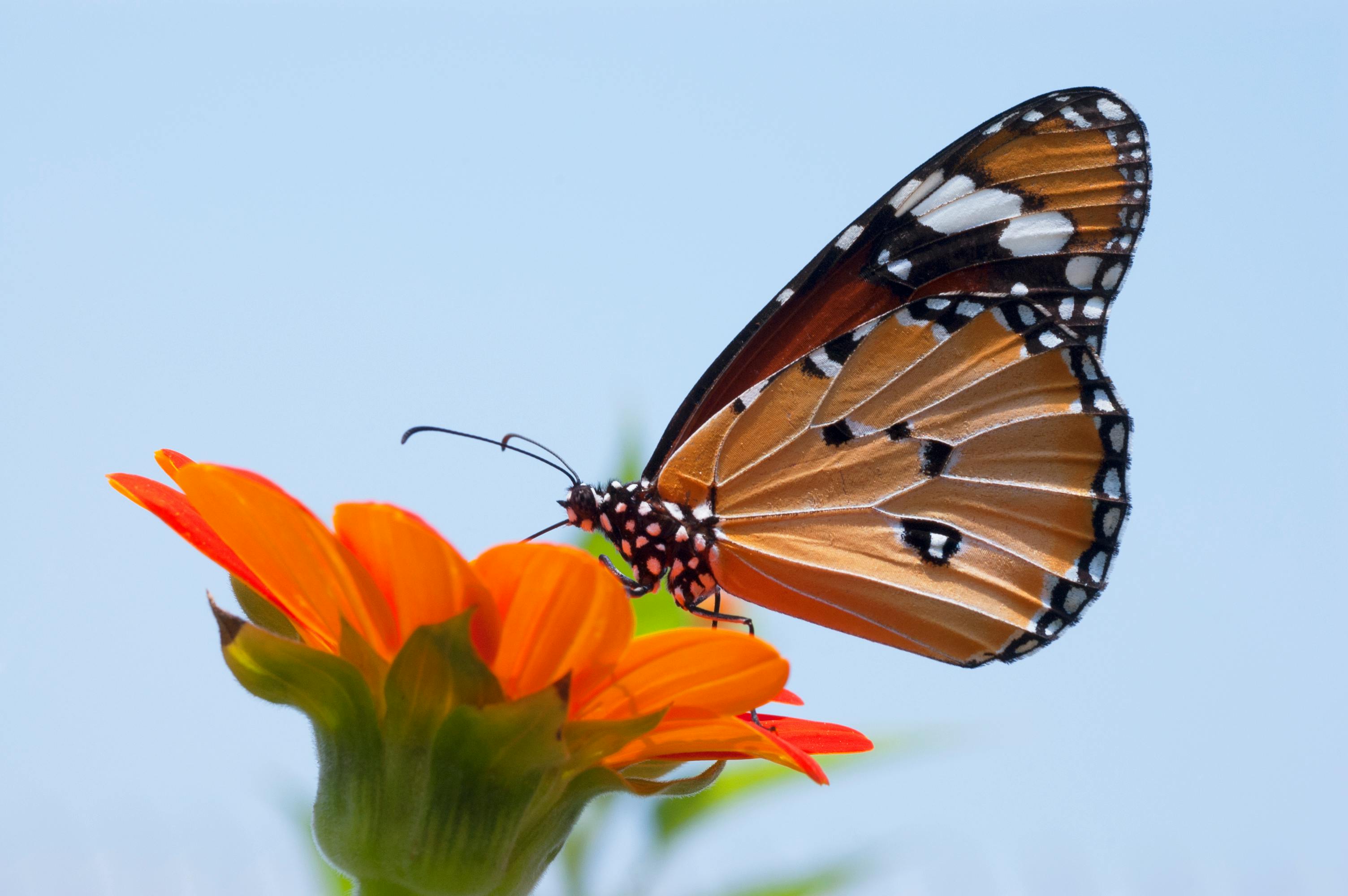 Butterfly Wallpaper Photos, Download The BEST Free Butterfly Wallpaper  Stock Photos & HD Images