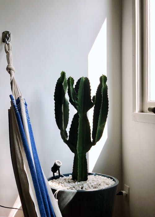 Zielony Kaktus Roślin W Pobliżu Okna