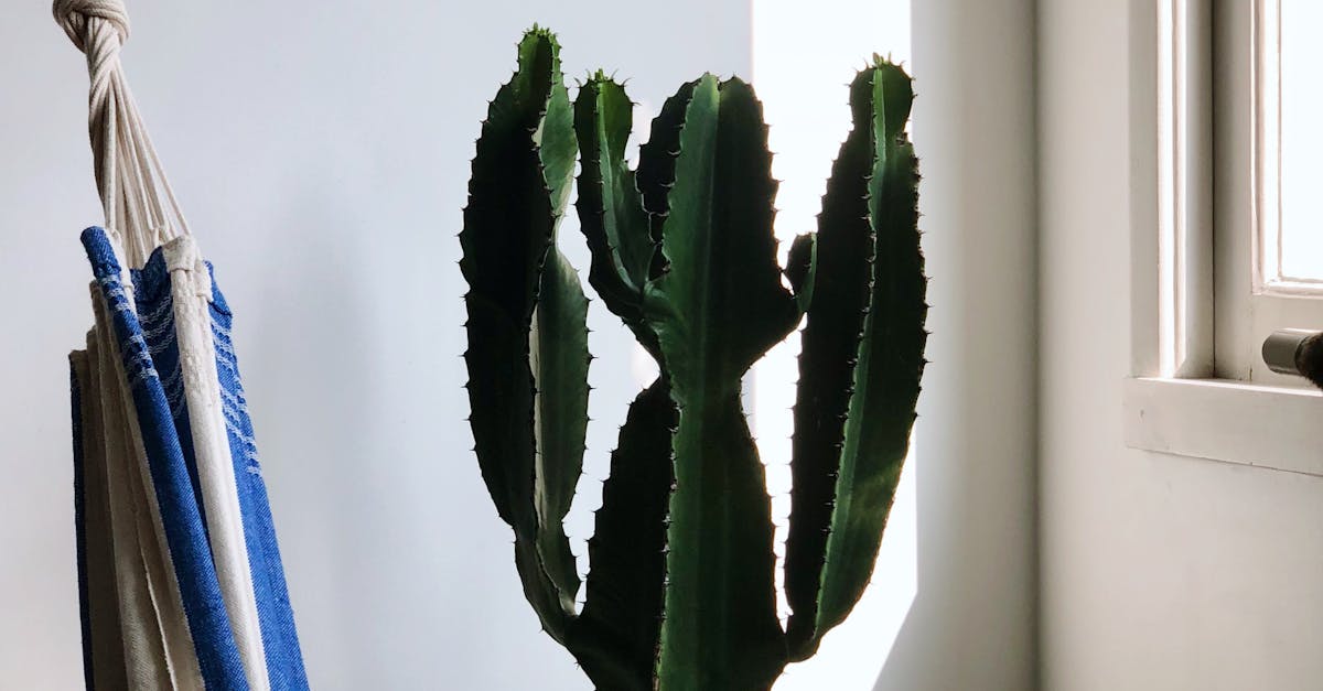 How to plant cactus at home