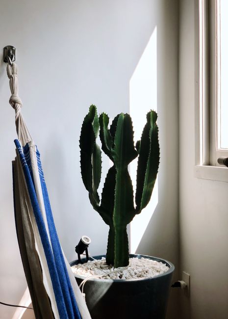 A minimalist room with a cactus and hammock, bathed in sunlight from the window.