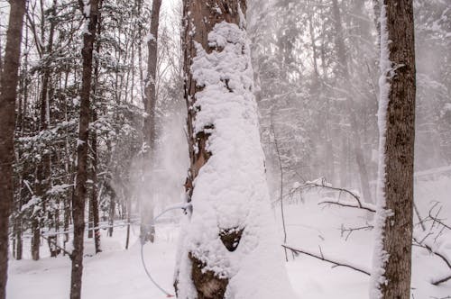 白天白雪覆蓋的樹木