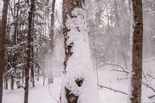 Trees Covered With Snows at Daytime