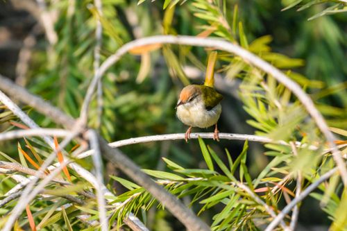 Free A small bird perched on a branch surrounded by lush green leaves in an outdoor setting. Stock Photo