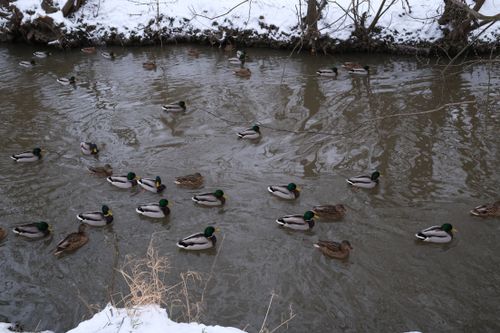 Free A flock of mallard ducks swims in a snowy river, showcasing winter wildlife. Stock Photo