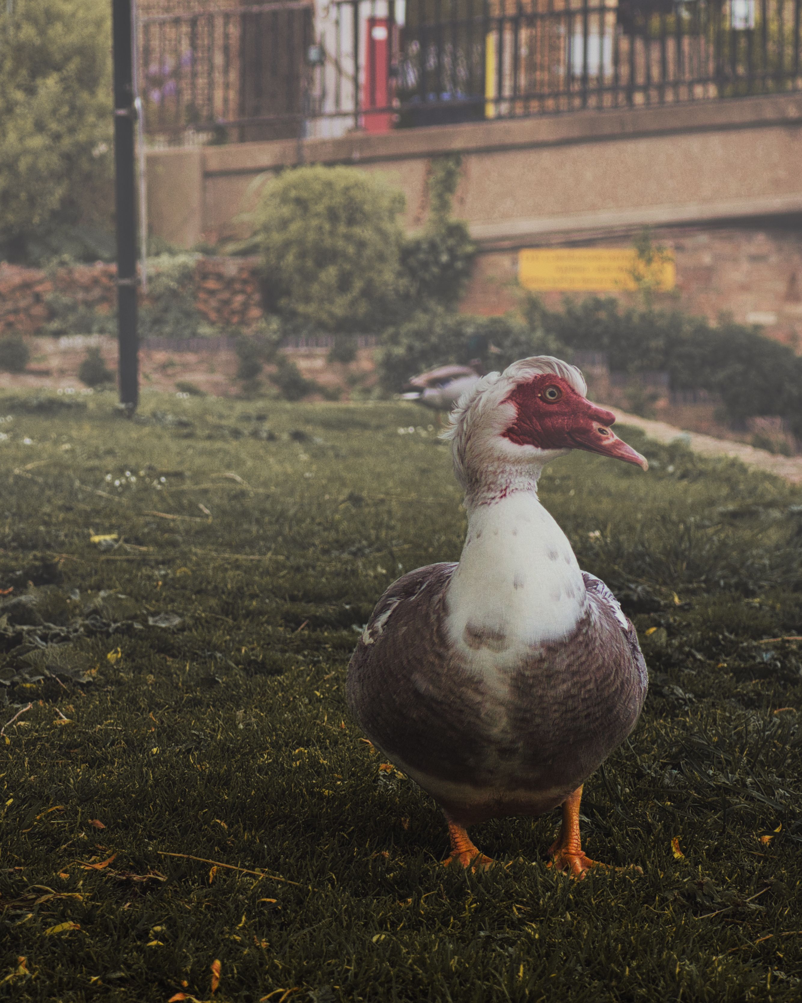 A Muscovy duck stands on grass in an Ely park, captured on a foggy day in the UK.