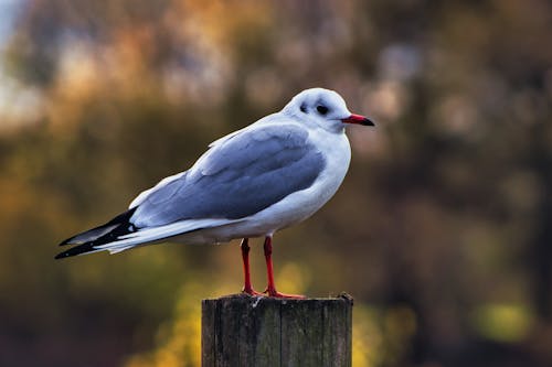 Gratis stockfoto met beest, birdwatching, detailopname