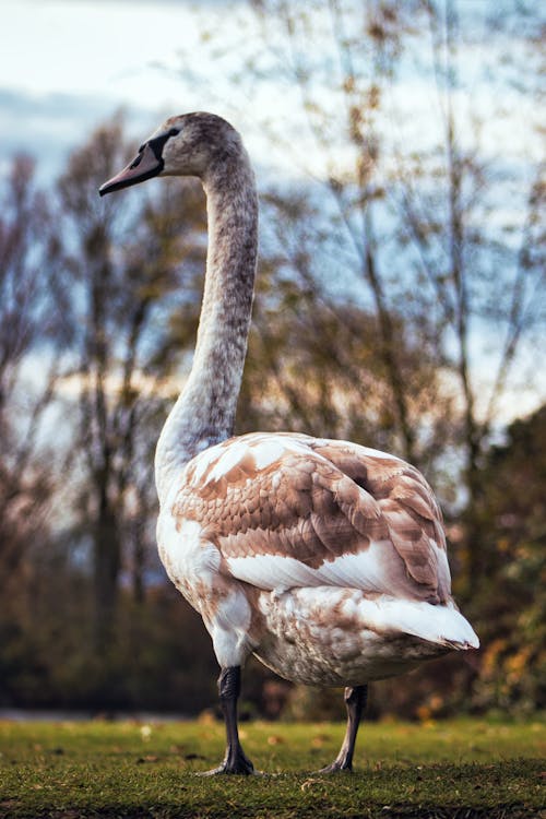 긴 목, 깃털, 동물의 무료 스톡 사진