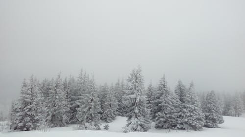 Photos gratuites de arbres couverts de neige, ciel blanc, conifère