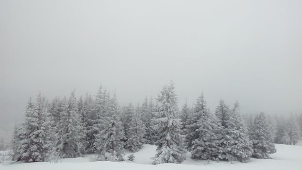Peaceful winter scene featuring snow-covered pine trees under a white sky.