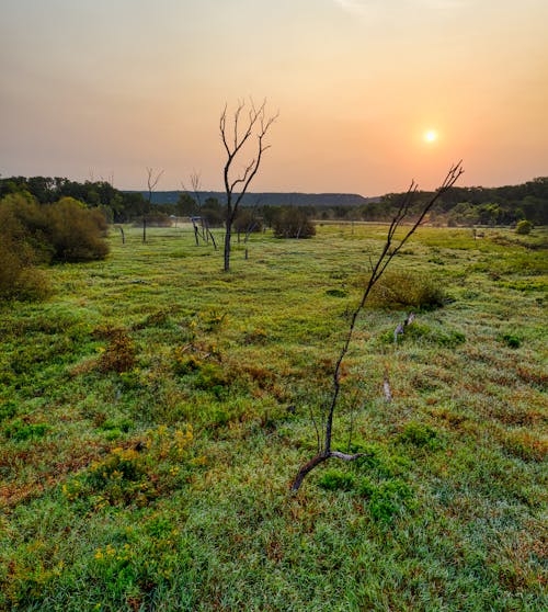 Leafless Tree on Green Grass Field