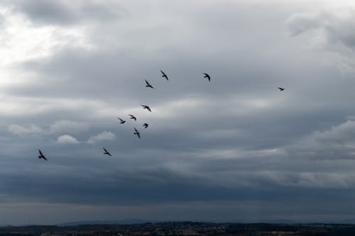 Birds Flying under Gloomy Sky