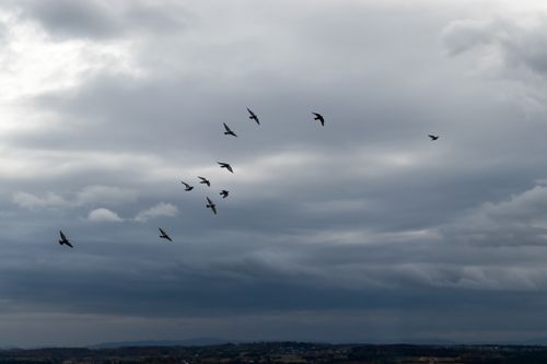 Free A flock of birds soars gracefully beneath a cloudy, overcast sky, capturing a sense of freedom and nature's beauty. Stock Photo