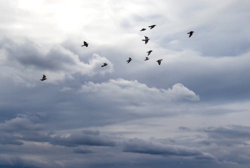 A Flock of Birds in the Sky