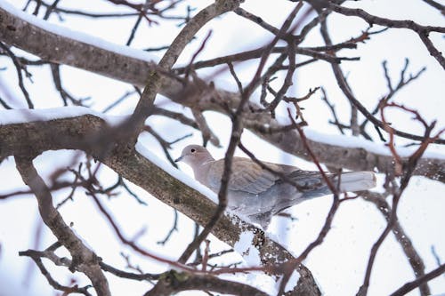 Kostnadsfri bild av djur, djurfotografi, eurasian collared duva