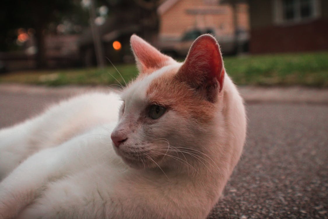 White and Orange Cat Lying on Pavement