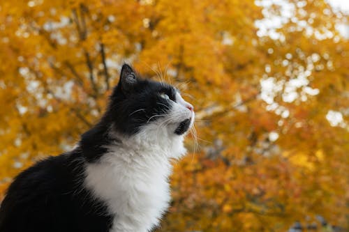 atmosfera de outono, ネコ, ローアングルショットの無料の写真素材