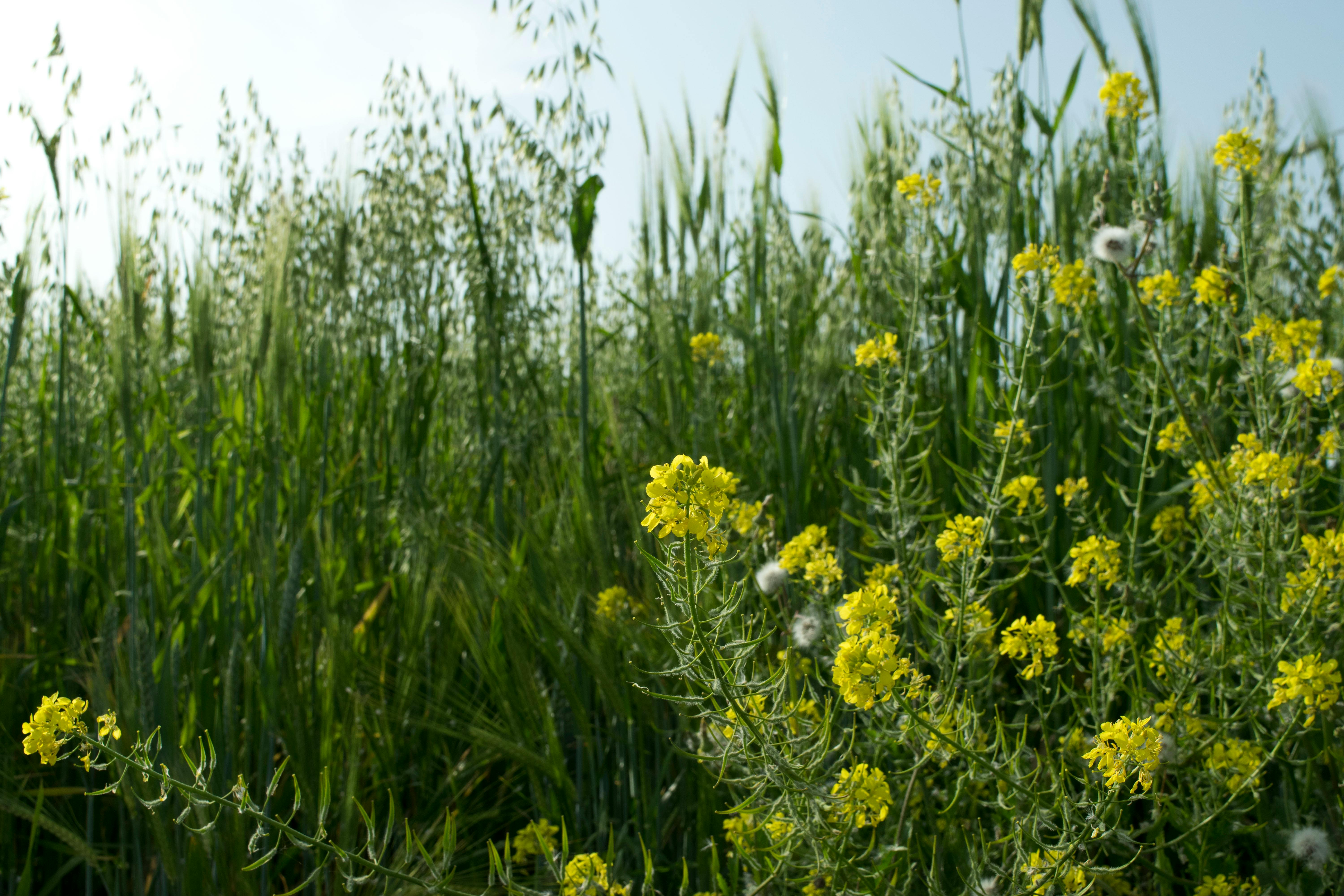 Difference Between Honda Rebel 300 And 500 Difference