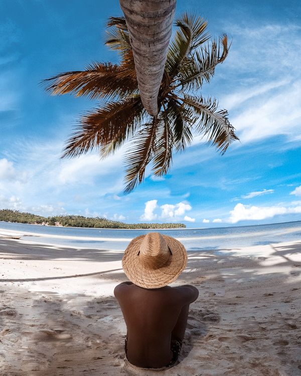 Rear View of Man Sitting Under Palm Tree · Free Stock Photo