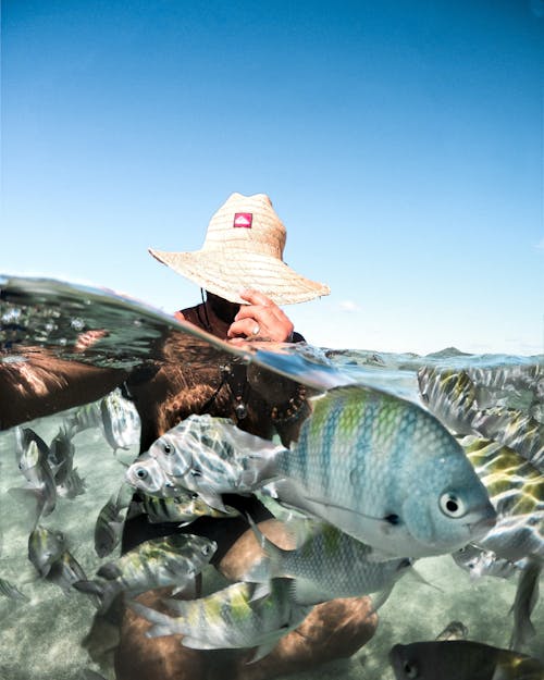 Free A Person Sea Dipping with Fishes Around Stock Photo