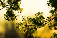 金色的背景下，沐浴阳光的树枝、嫩绿的叶子和花蕾，共同捕捉到了春天的精髓