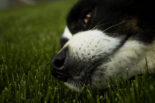 คลังภาพถ่ายฟรี ของ สุนัข, หญ้า