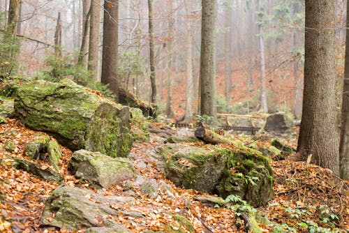 Mossy Rocks Under the Trees