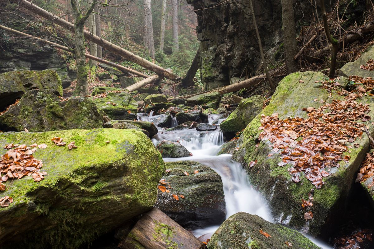 Pârâu îngust într-o pădure, toamna