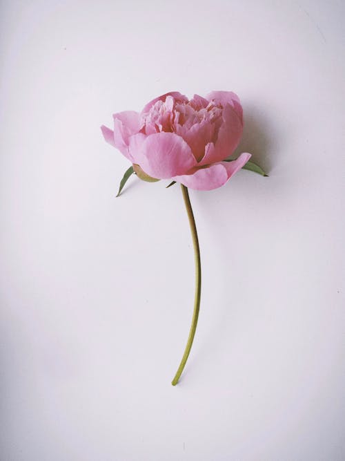 Darmowe zdjęcie z galerii z flora, kwiat, kwitnąć