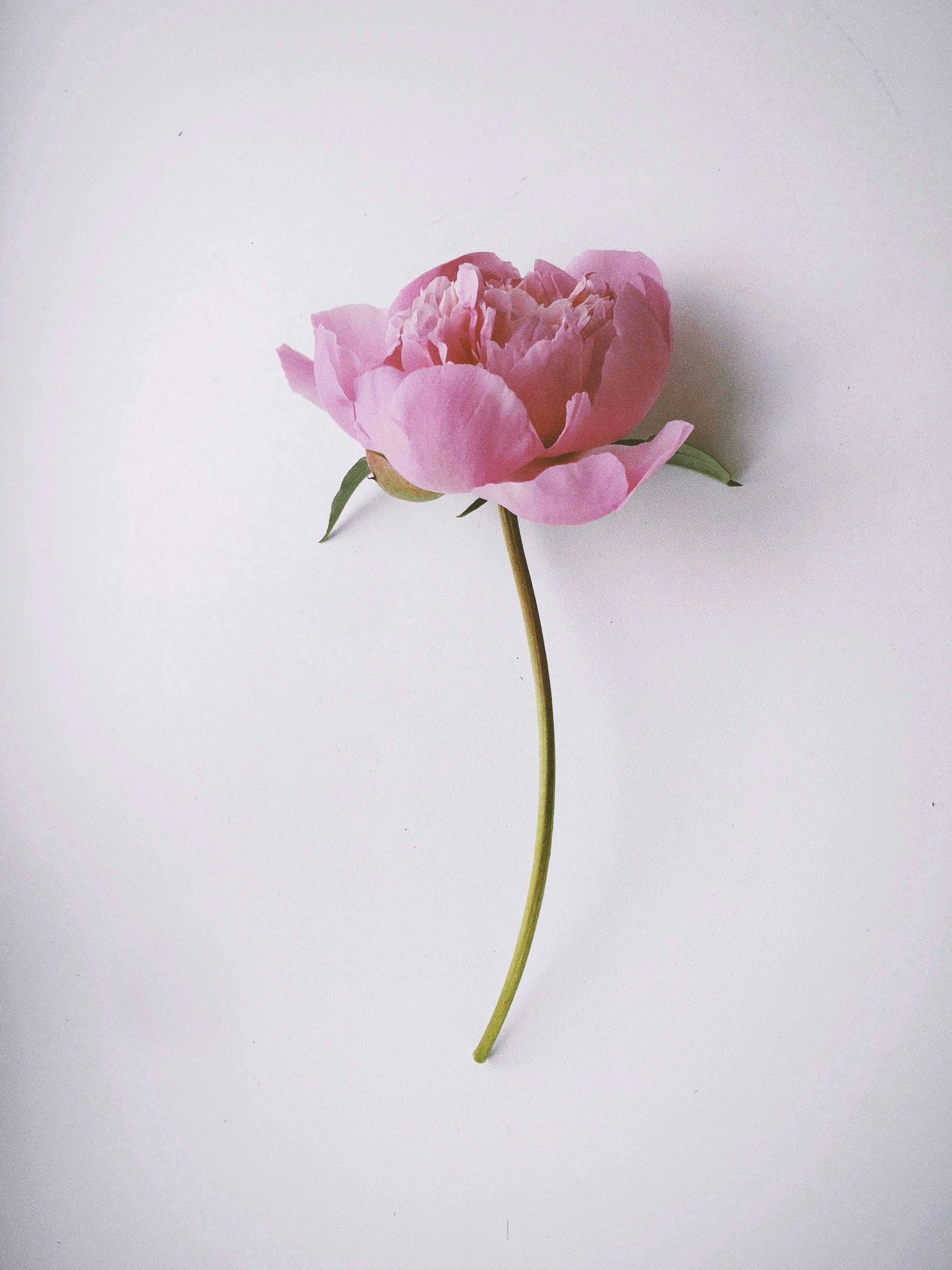 Photo of a Pink Rose · Free Stock Photo