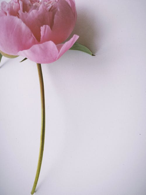 Darmowe zdjęcie z galerii z biała powierzchnia, flora, fotografia kwiatowa
