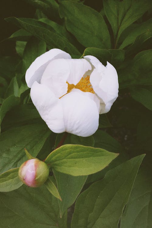 Foto profissional grátis de broto, flor, flora
