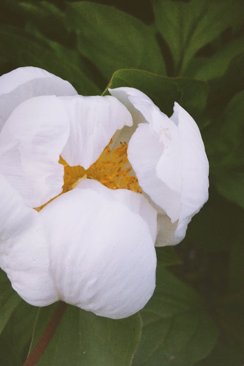 Fotobanka s bezplatnými fotkami na tému flóra, kvet, listy