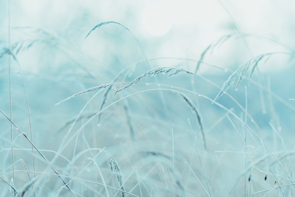 Close-up of frost-covered grass blades on a chilly winter morning.