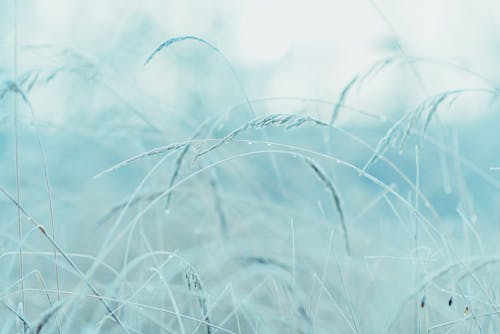 Early Frost Alert: Florida Panhandle Temps Dip Saturday Morning