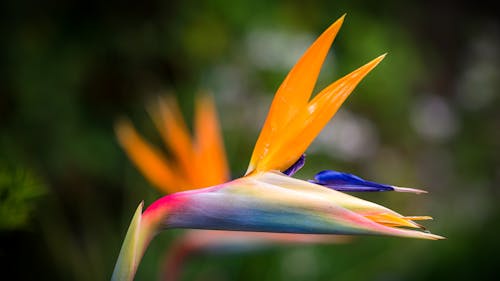 Closeup Photography of Bird of Paradise Flower