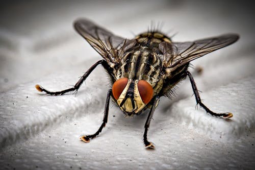 Gratis lagerfoto af flue, insekt, insektfotografering Lagerfoto