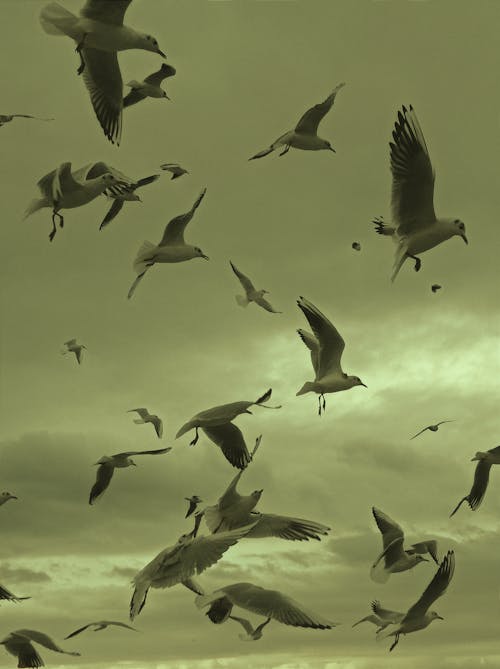 Безкоштовне стокове фото на тему «вертикальні постріл, зграя птахів, небо»