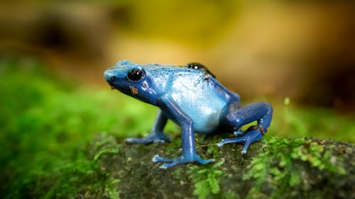 Free Closeup Photo of Blue Frog on Green Surface Stock Photo