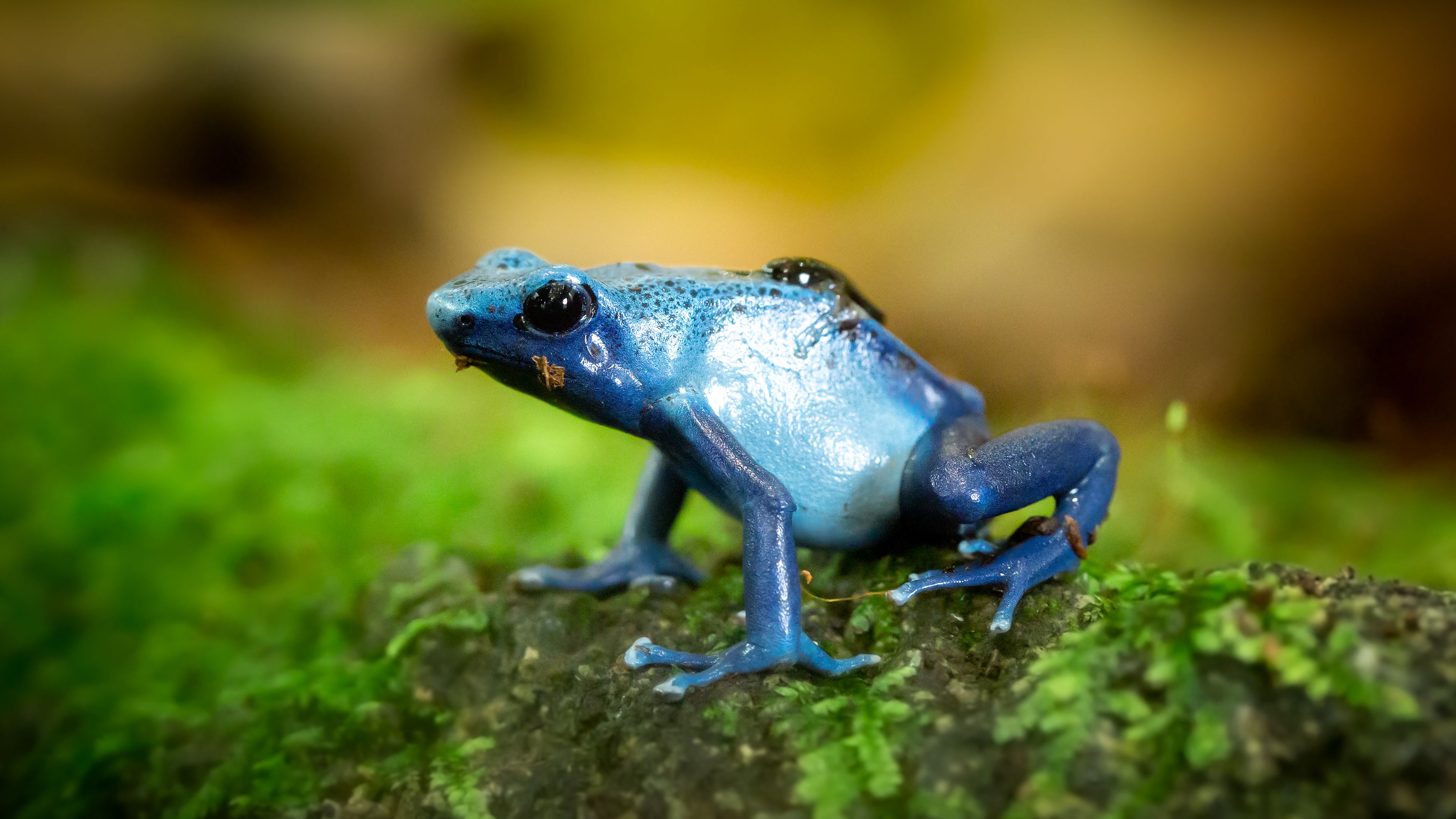 Closeup Photo of Blue Frog on Green Surface · Free Stock Photo