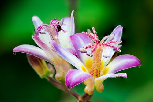 免费 紫色和白色的花瓣花的特写照片 素材图片