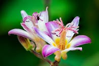 在绿色模糊背景的映衬下，鲜艳的紫色和白色蟾蜍花盛开的宏观镜头