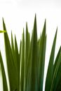 Green Palm Plant